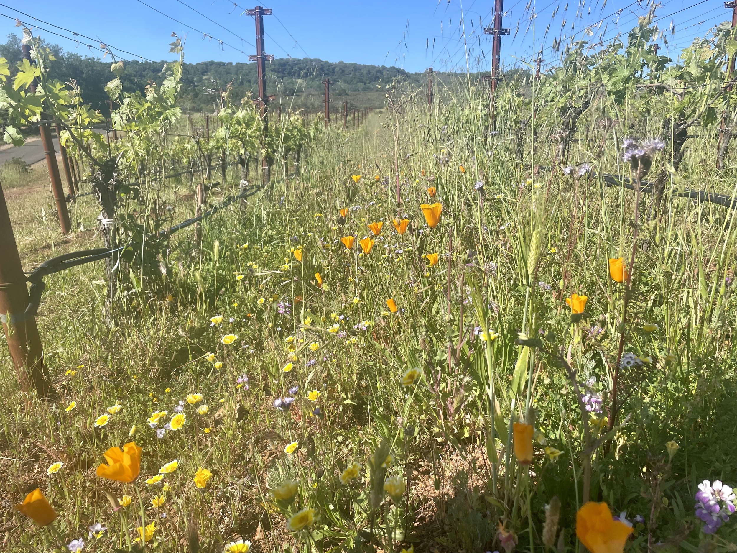 Vineyard cover crop referenced for creation of mural
