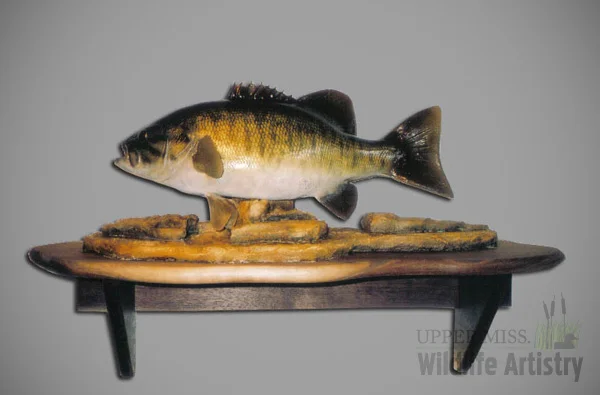 fish_smallmouth_reprobase2.jpg