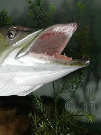 fish_muskiemouth.jpg