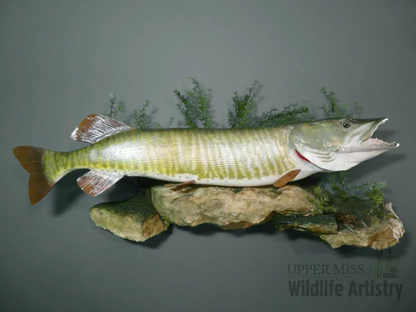 fish_muskie2.jpg