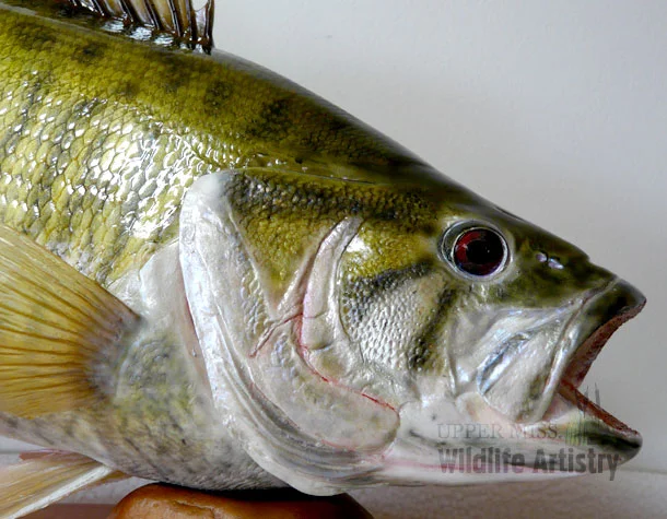 fish_smallmouth_repro2.jpg