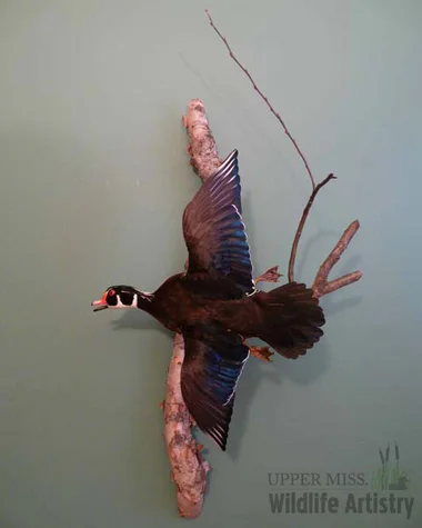 birds_duck_flyingwood.jpg