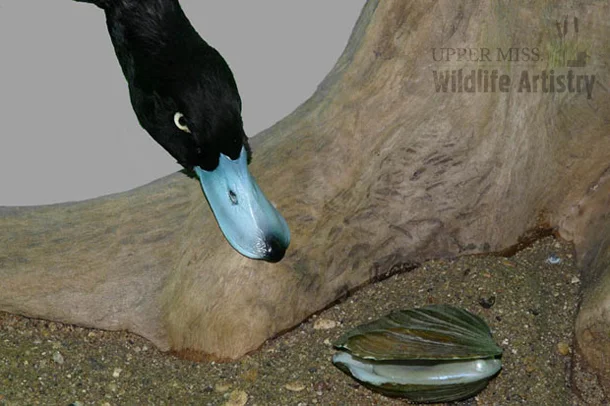 birds_bluebill.jpg