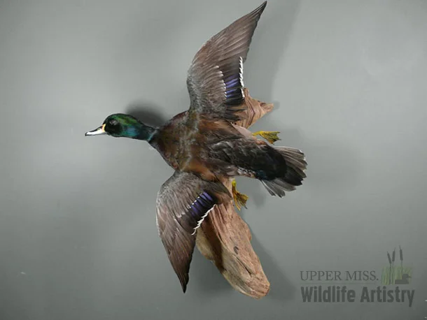 birds_mallard_wood.jpg