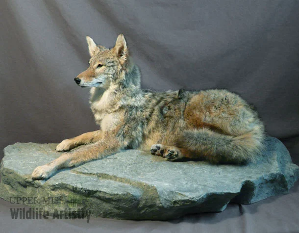 lifesize_coyote_base.jpg