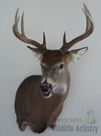 game_buck_8ptNW.jpg