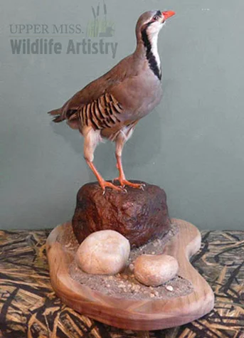 Chukar - $225