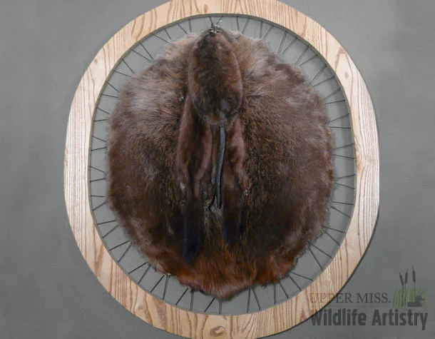 Beaver Hoop with Mink and Muskrat