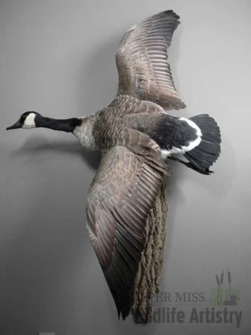 birds_canadagoose.jpg