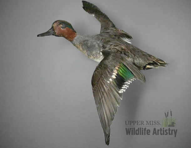birds_greenwinged_teal.jpg