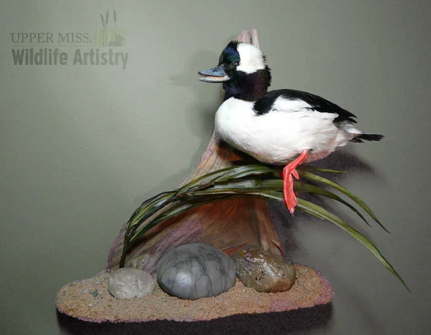 bufflehead.jpg