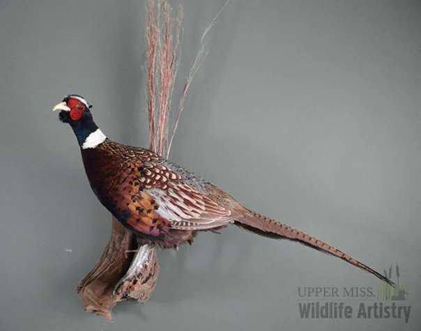 birds_pheasant_stand.jpg