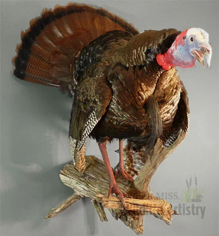 birds_turkey_full.jpg