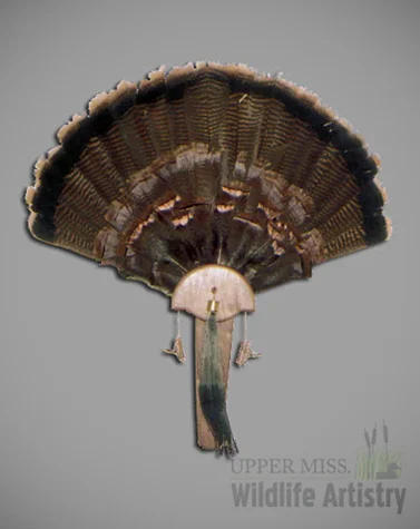 birds_turkey_tail.jpg