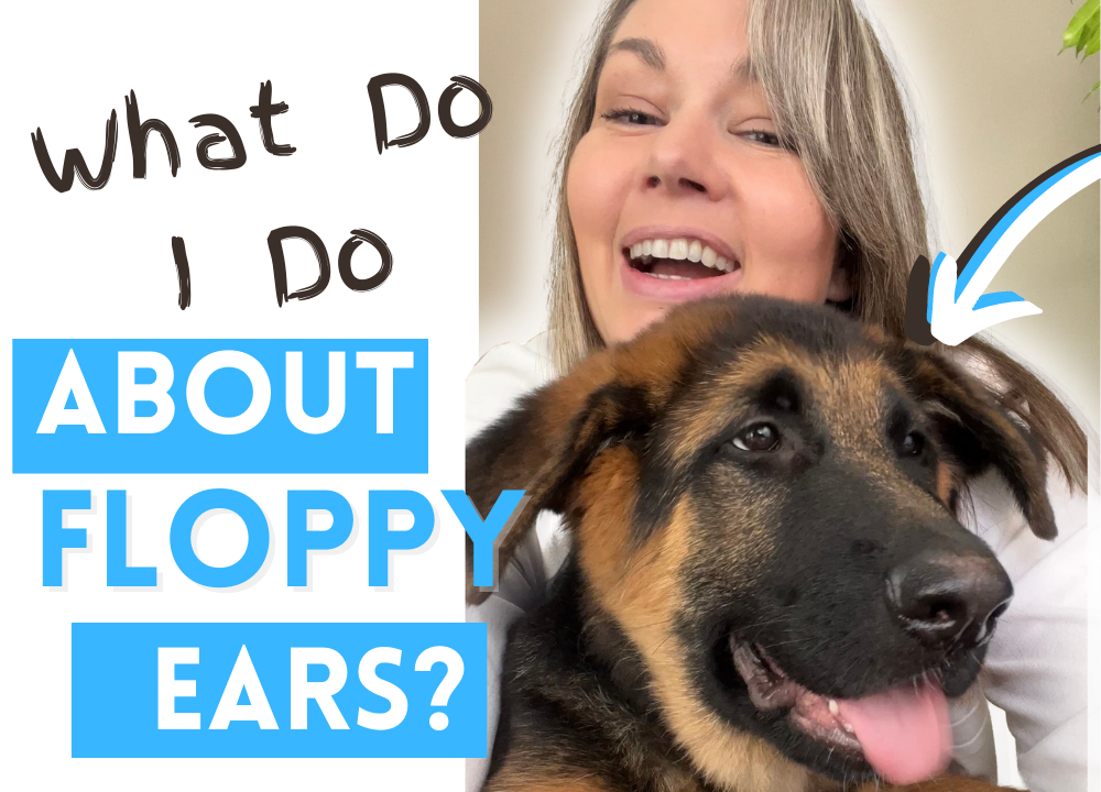 Why Don't My Pup's Ears Stand Up? — Herzog German Shepherds