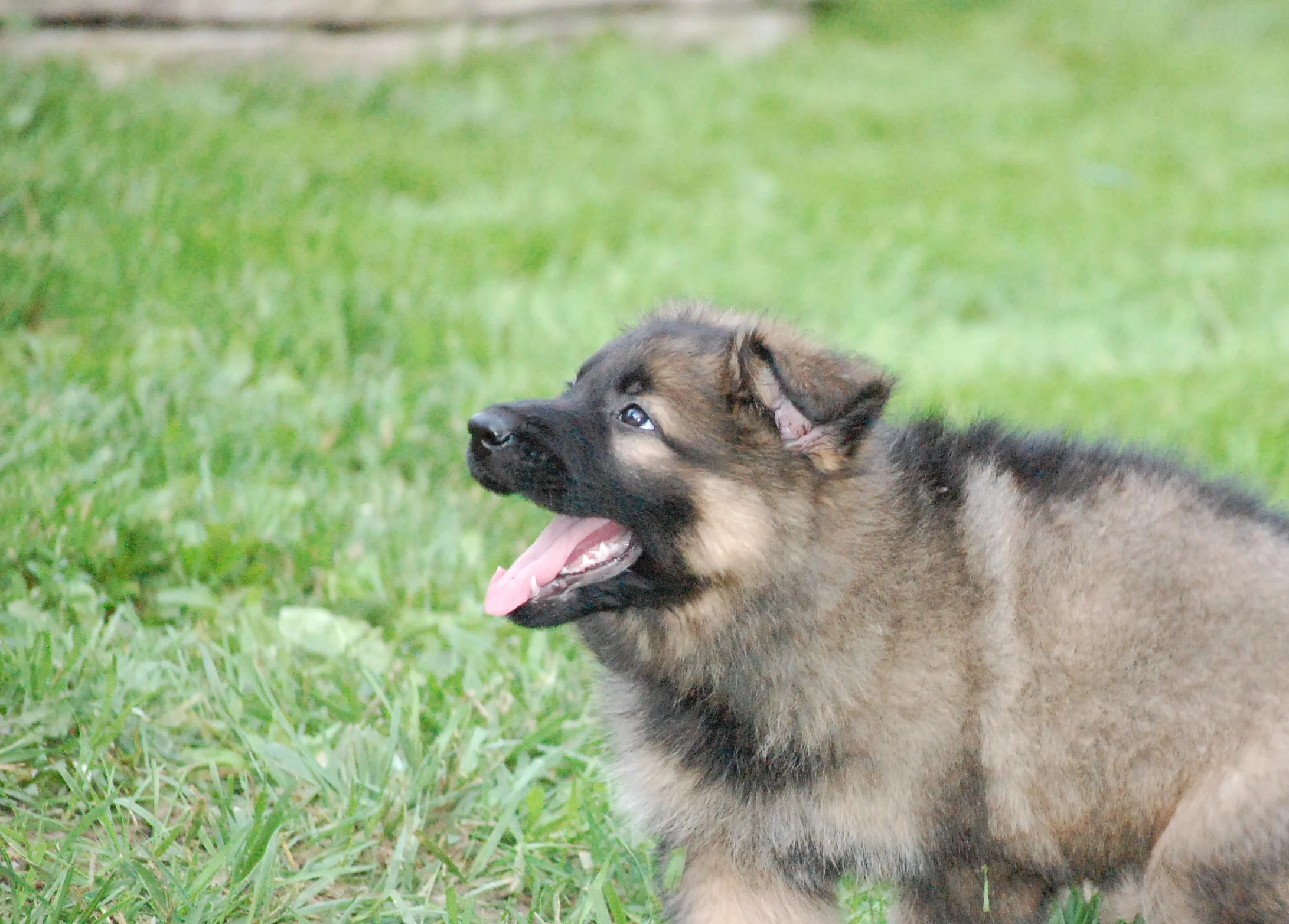 DSC_0096.JPG