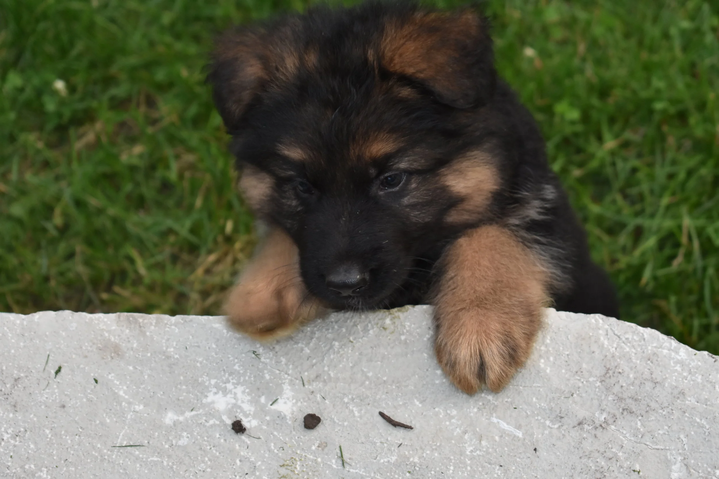 DSC_0693.JPG