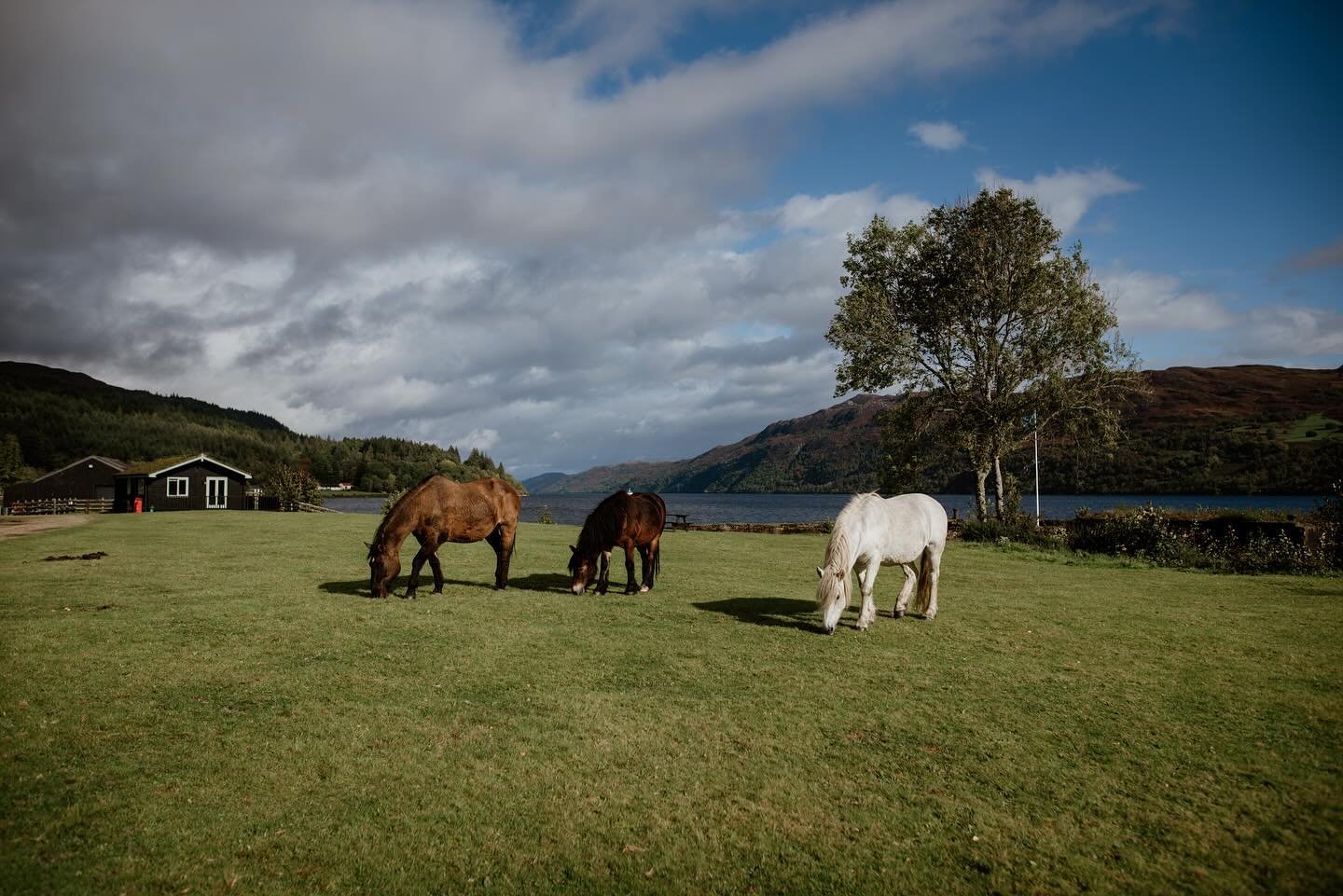 Kelso, Cloud &amp; Kelpie are delighted to be returning to their summer grazing! 🐎 

If you&rsquo;re staying with us this summer you&rsquo;ll be sure to find them keeping the grass lovely and short for us!