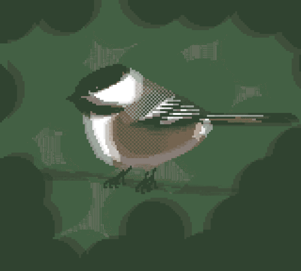 chickadee.gif