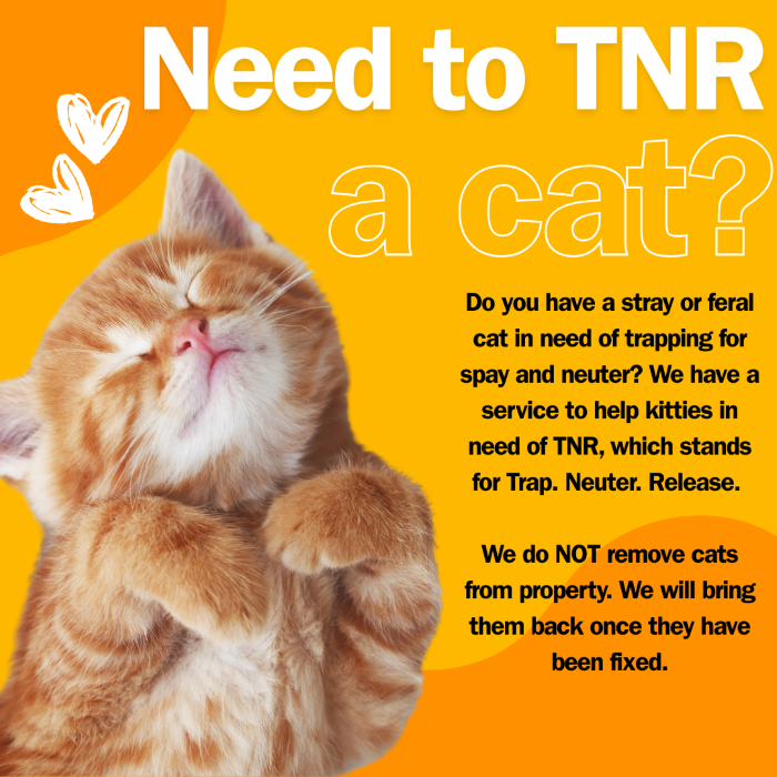 How to Get a Stray Cat to Like You: Proven Tips That Work