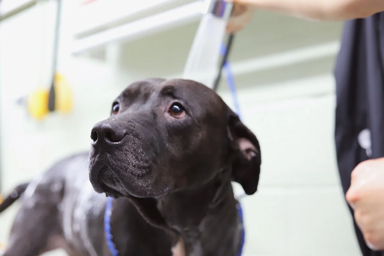 pet supermarket dog cone