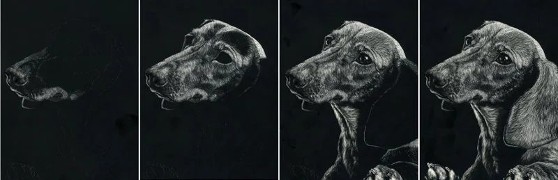 scratchboard dachshund progression