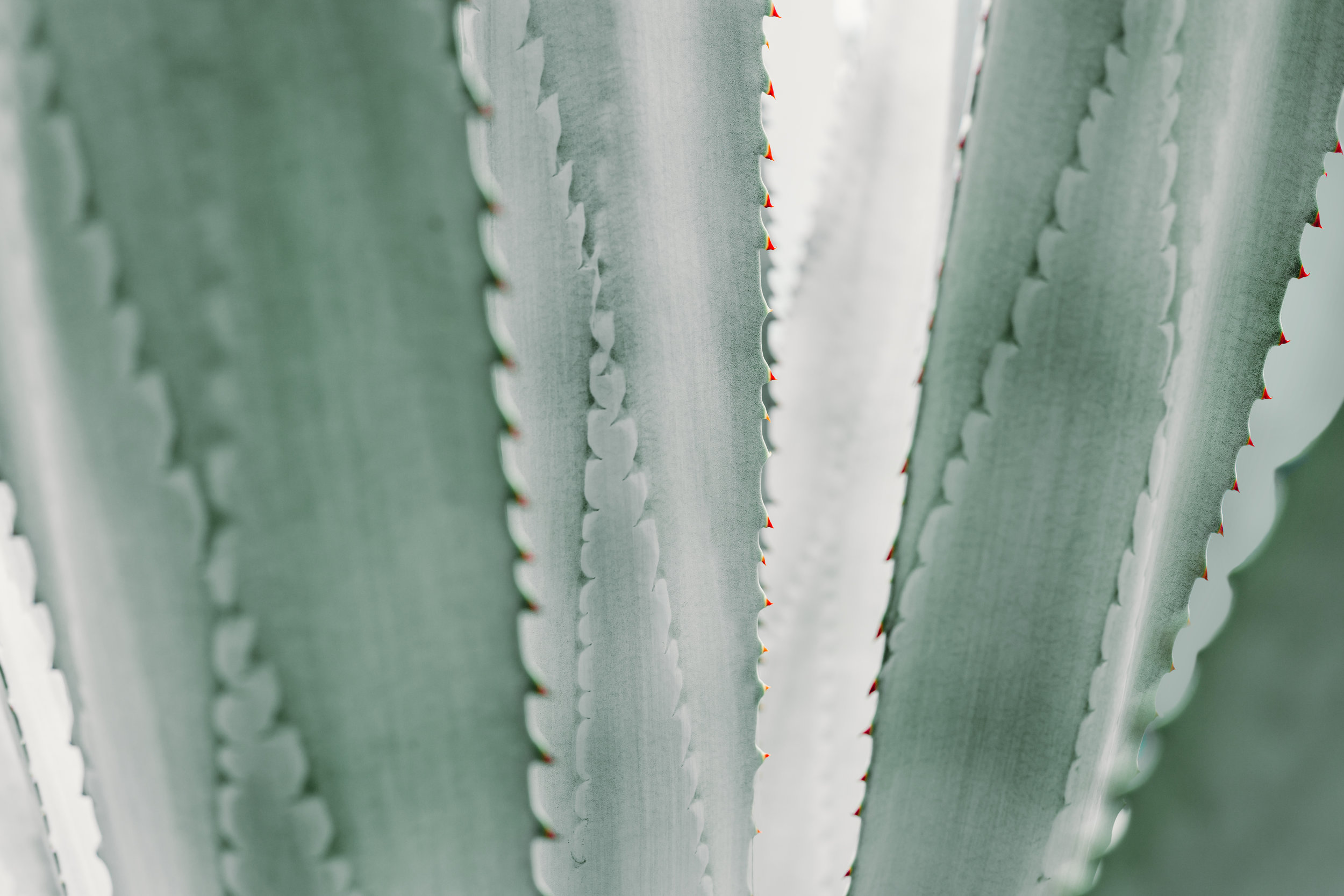 Agave_Abstract.jpg