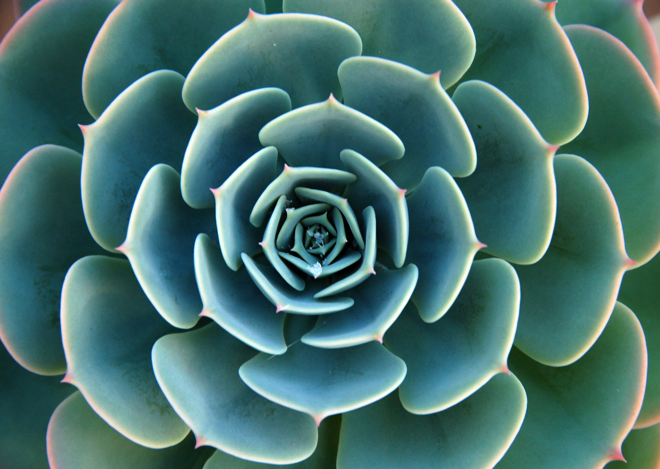 Succulent Abstract.jpg