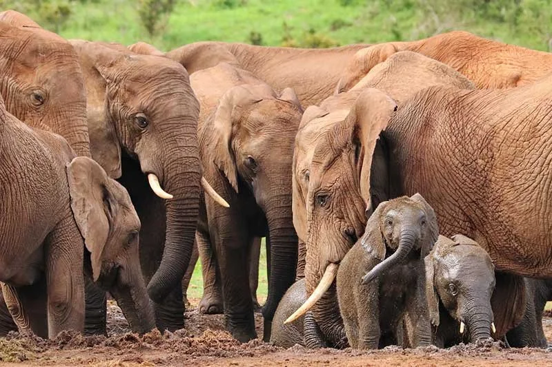 elephant-family.jpeg