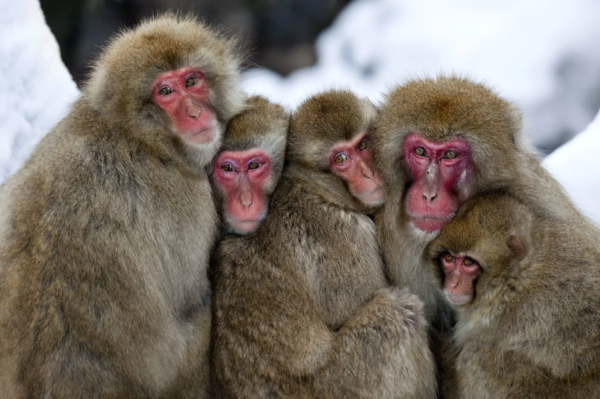 Ego Development Theory: Working With The Conformist Stage in Psychotherapy