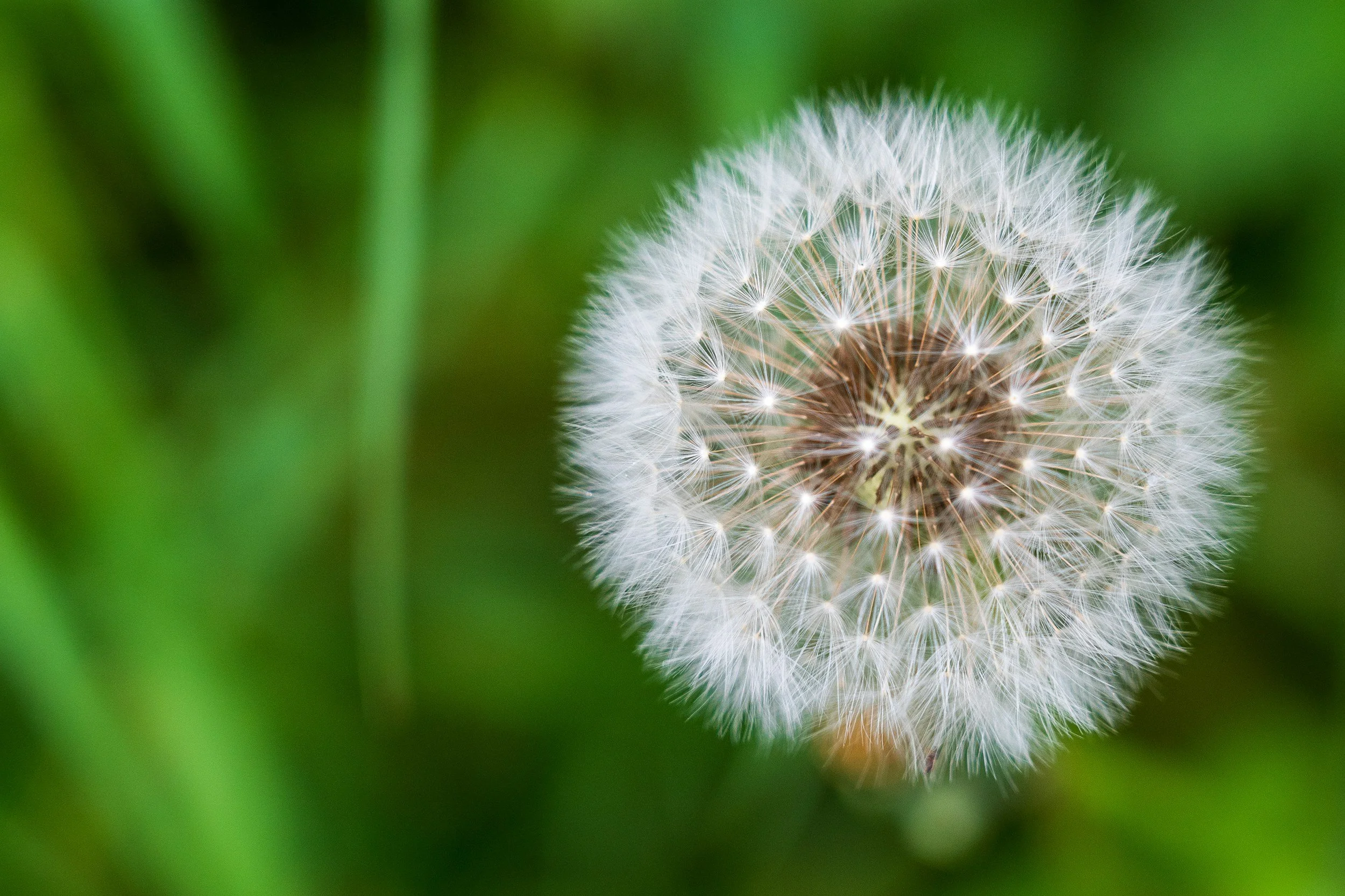 Navigating Perfectionism and the Fear of Failure as a High-Achieving Gifted Girl