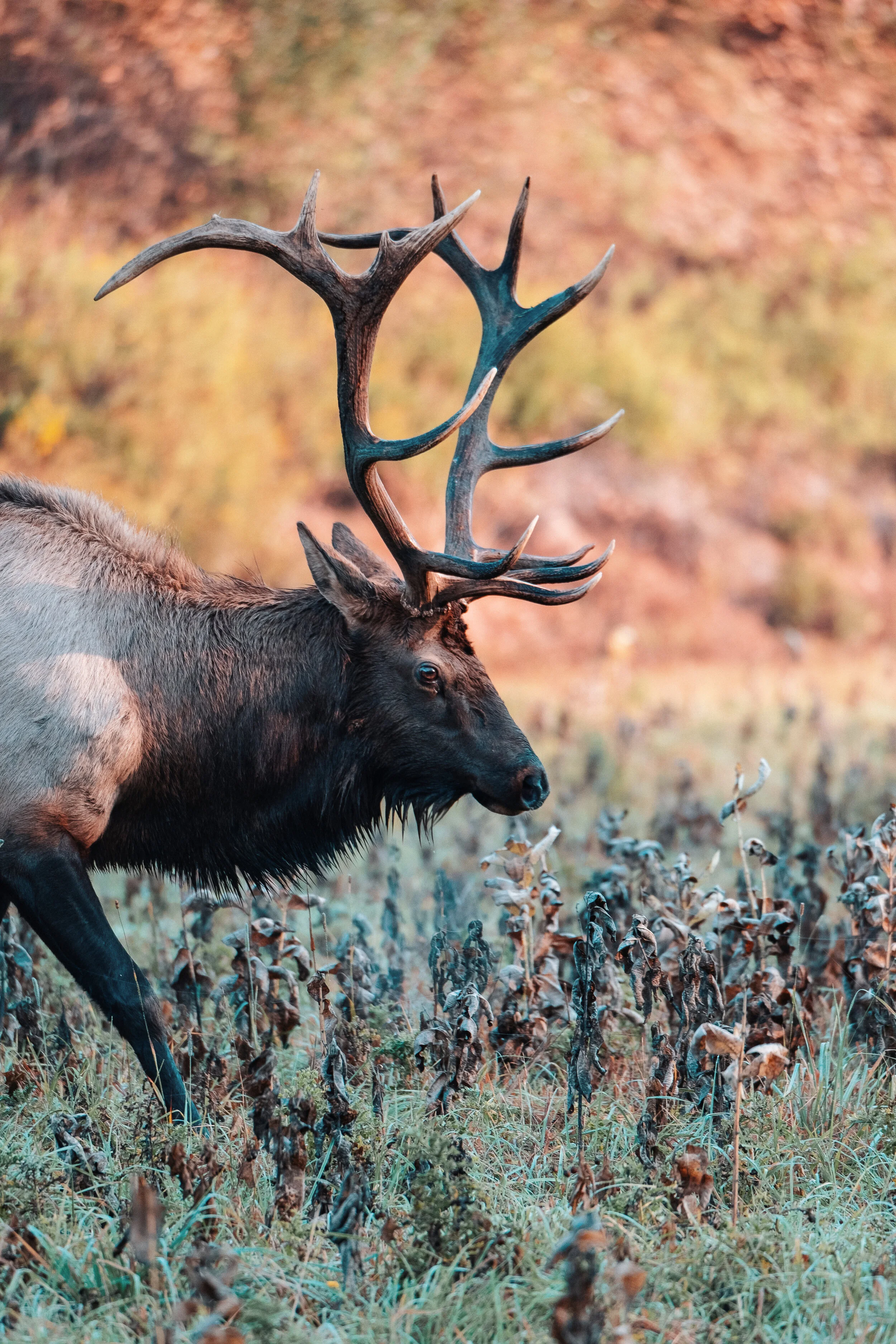 P01B_MorningElk.jpeg