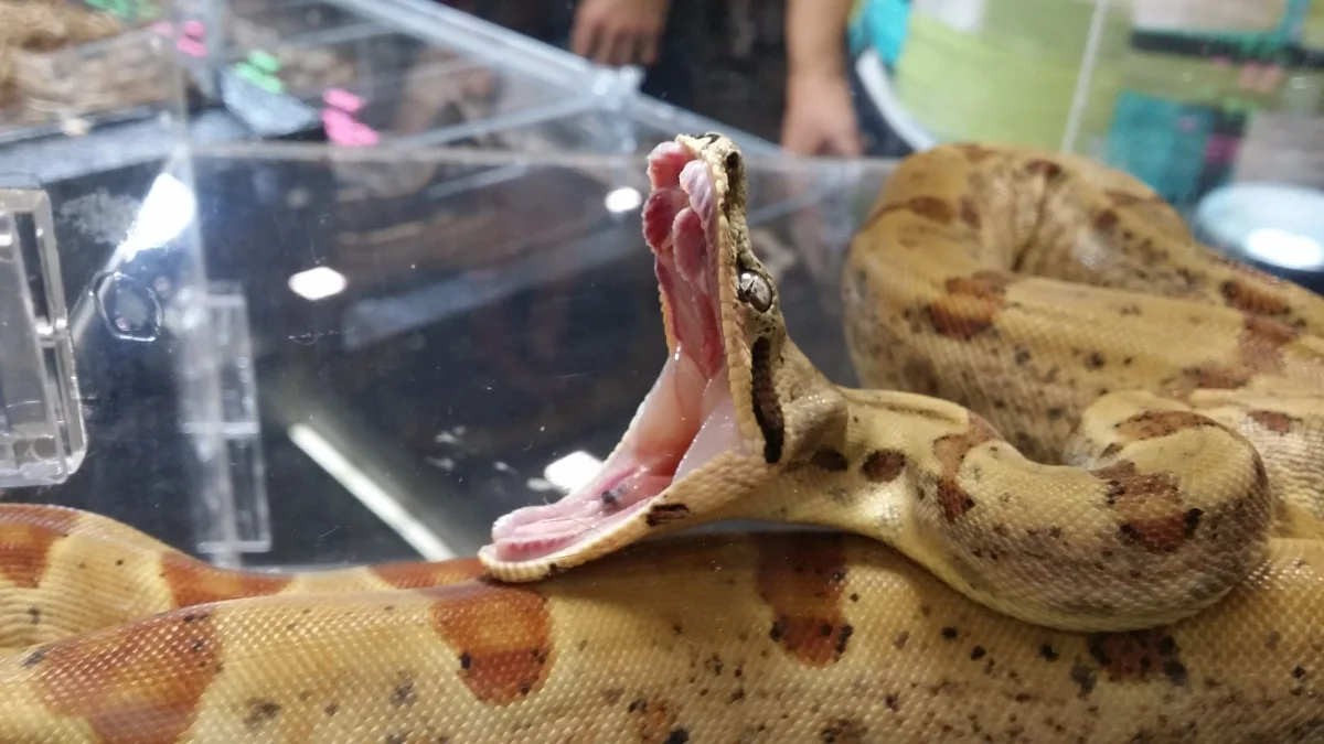 snake mouth.jpg