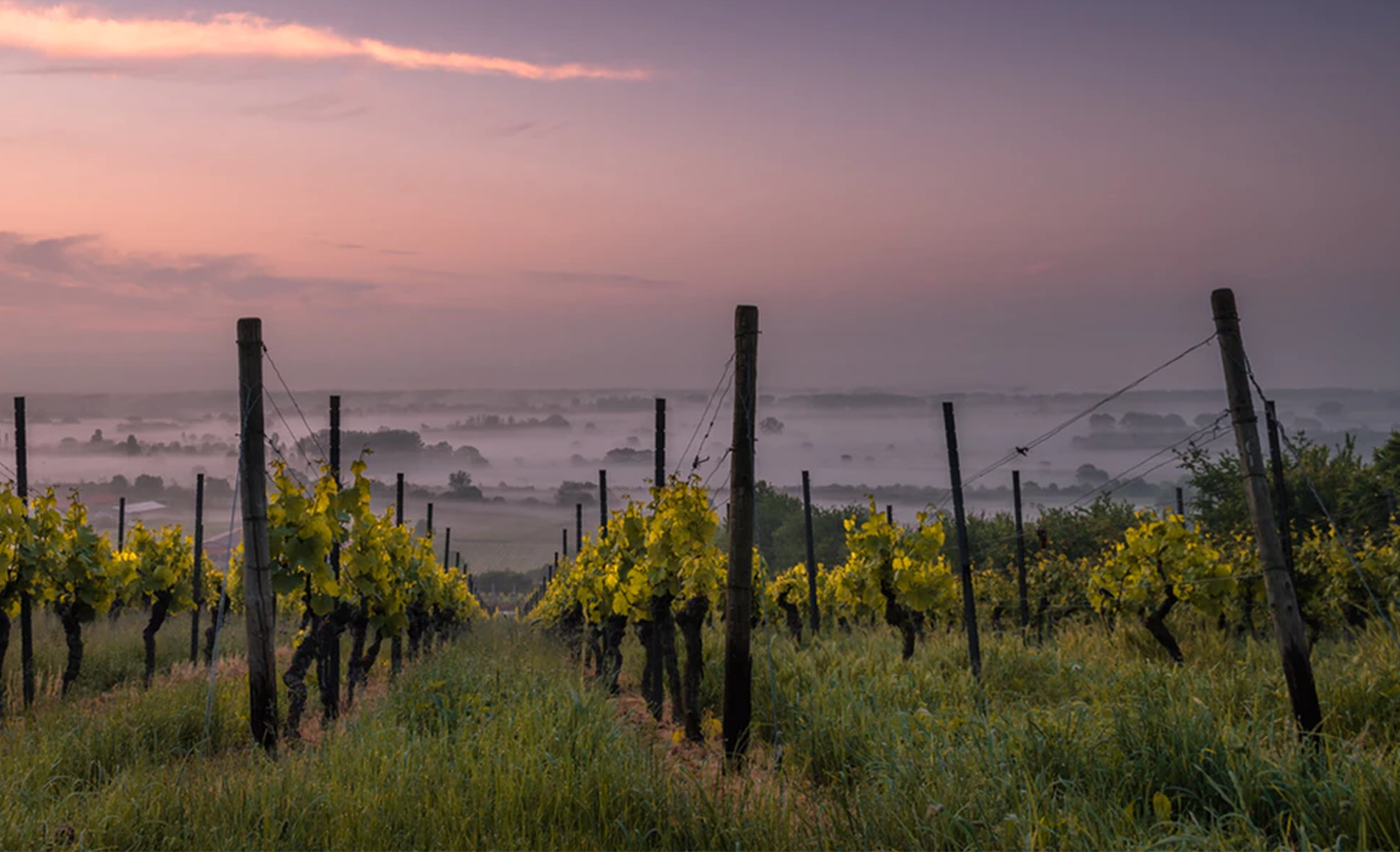 vines-fog.png