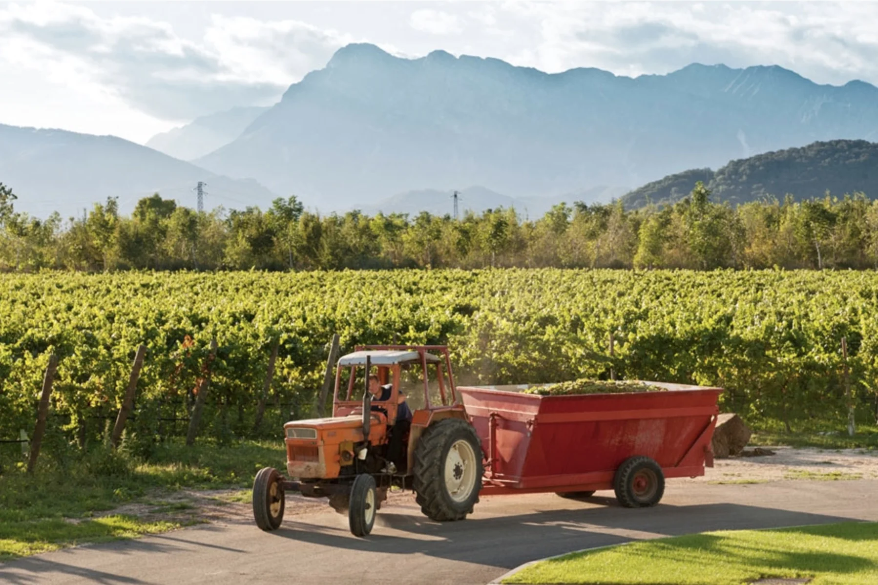 Italy_Fernanda Cappello_winery image (1).jpg