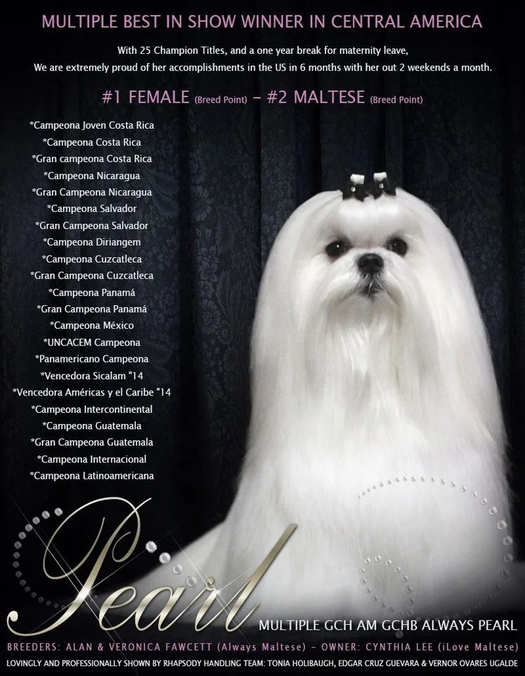 Pearl in TNT December 2016