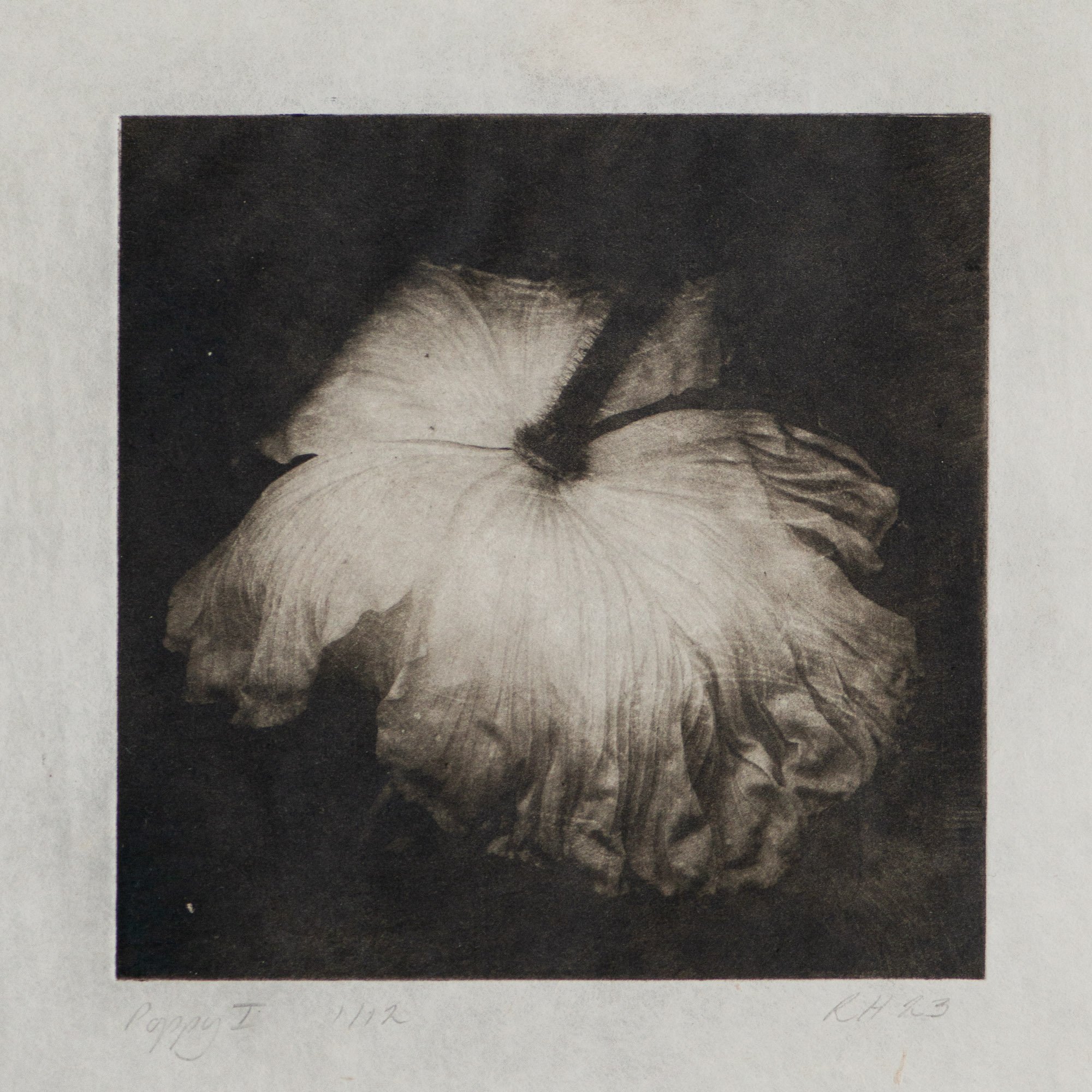 Cyanotype Prints — Rosalind Hobley