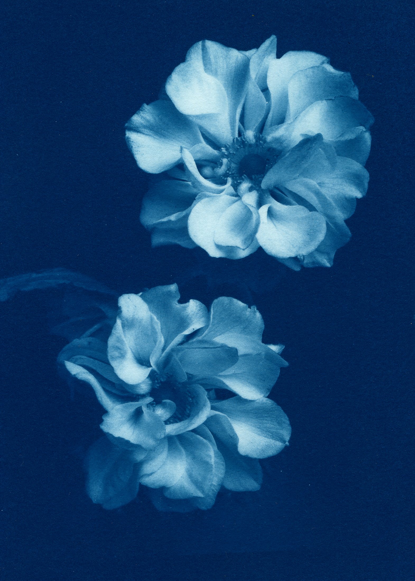 Anemones II small.jpg