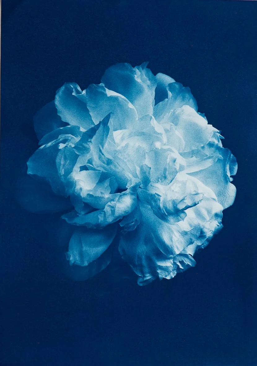 RosalindHobley_Peony_1.jpg