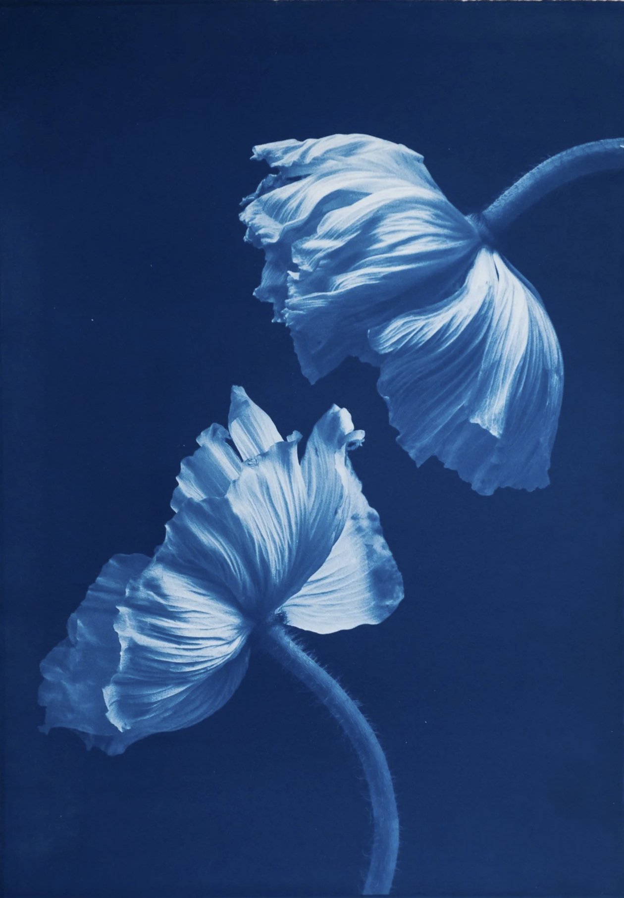 Poppies III