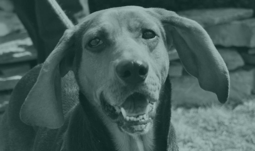 resources_dog.png