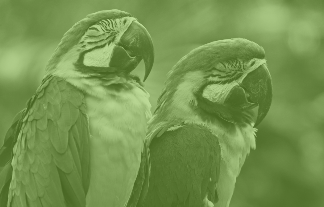 Green_Birds.png