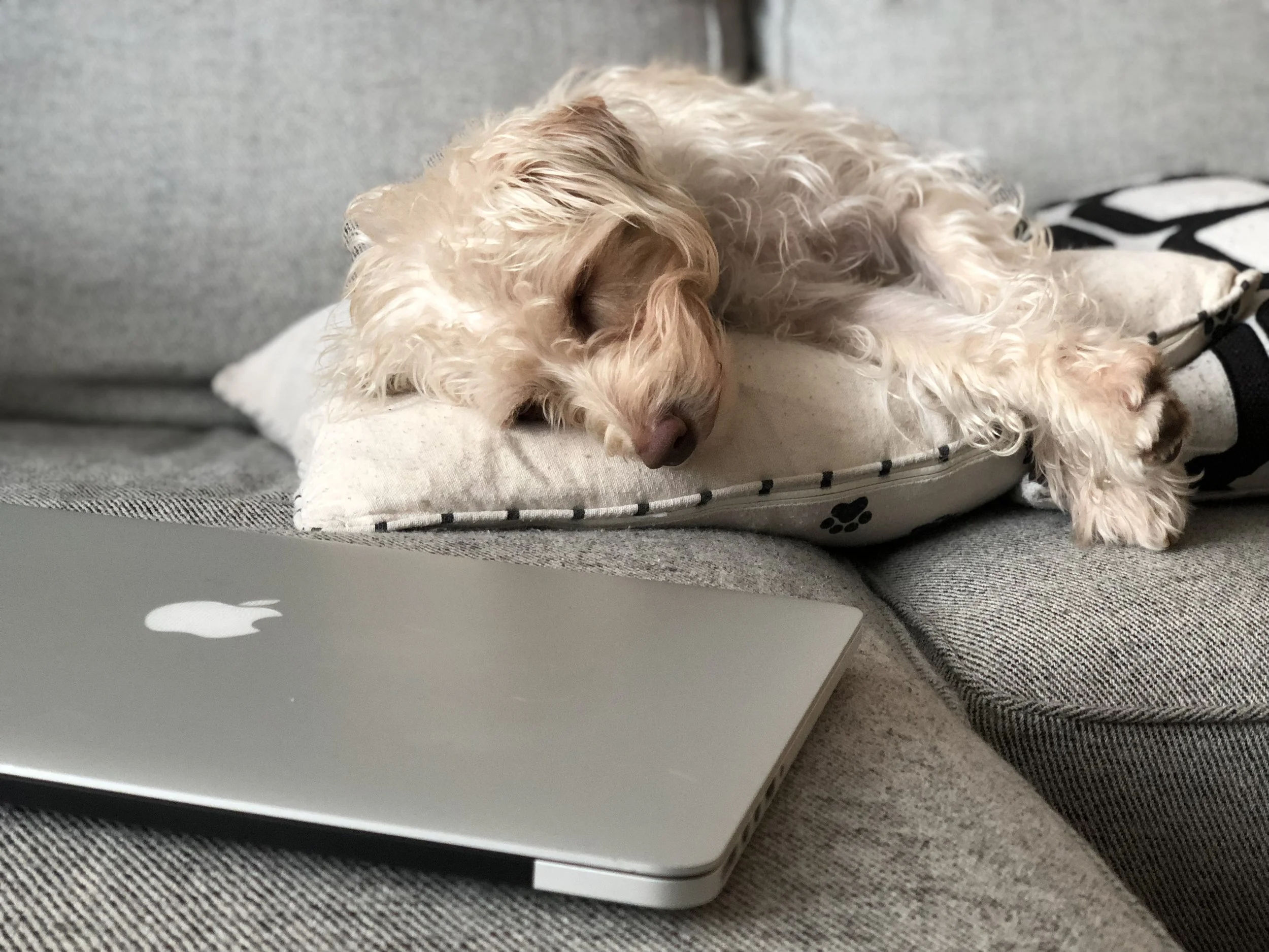 7 Tips to Stay Productive and Happy While Working From Home
