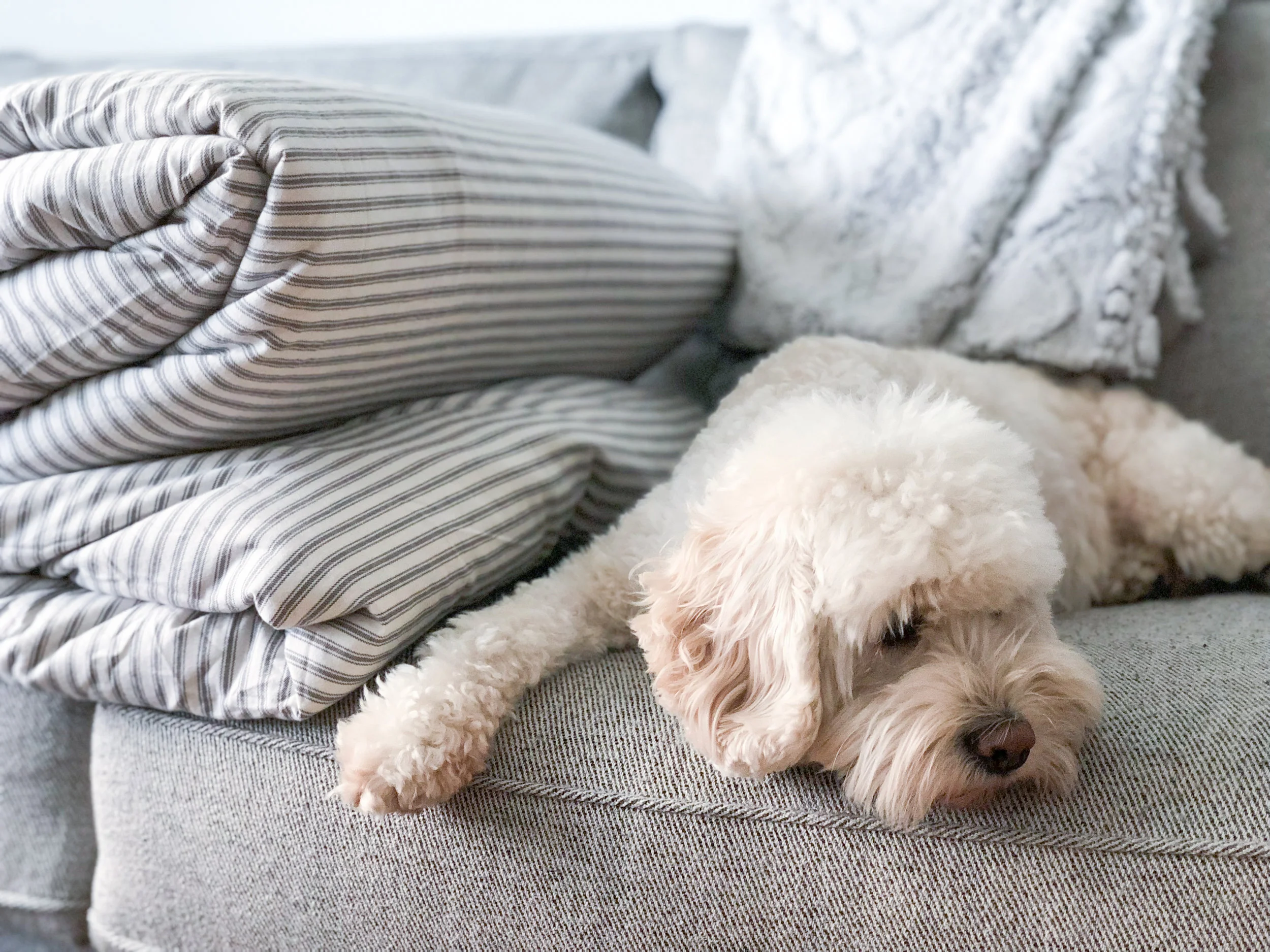Eloise isn't allowed on the couch but she made a boring photo of a folded comforter look much better and I'm all about sacrificing rules for aesthetic. 