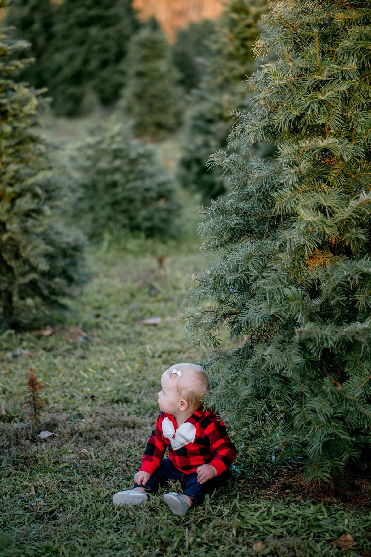 Tree Farm Mini Sessions