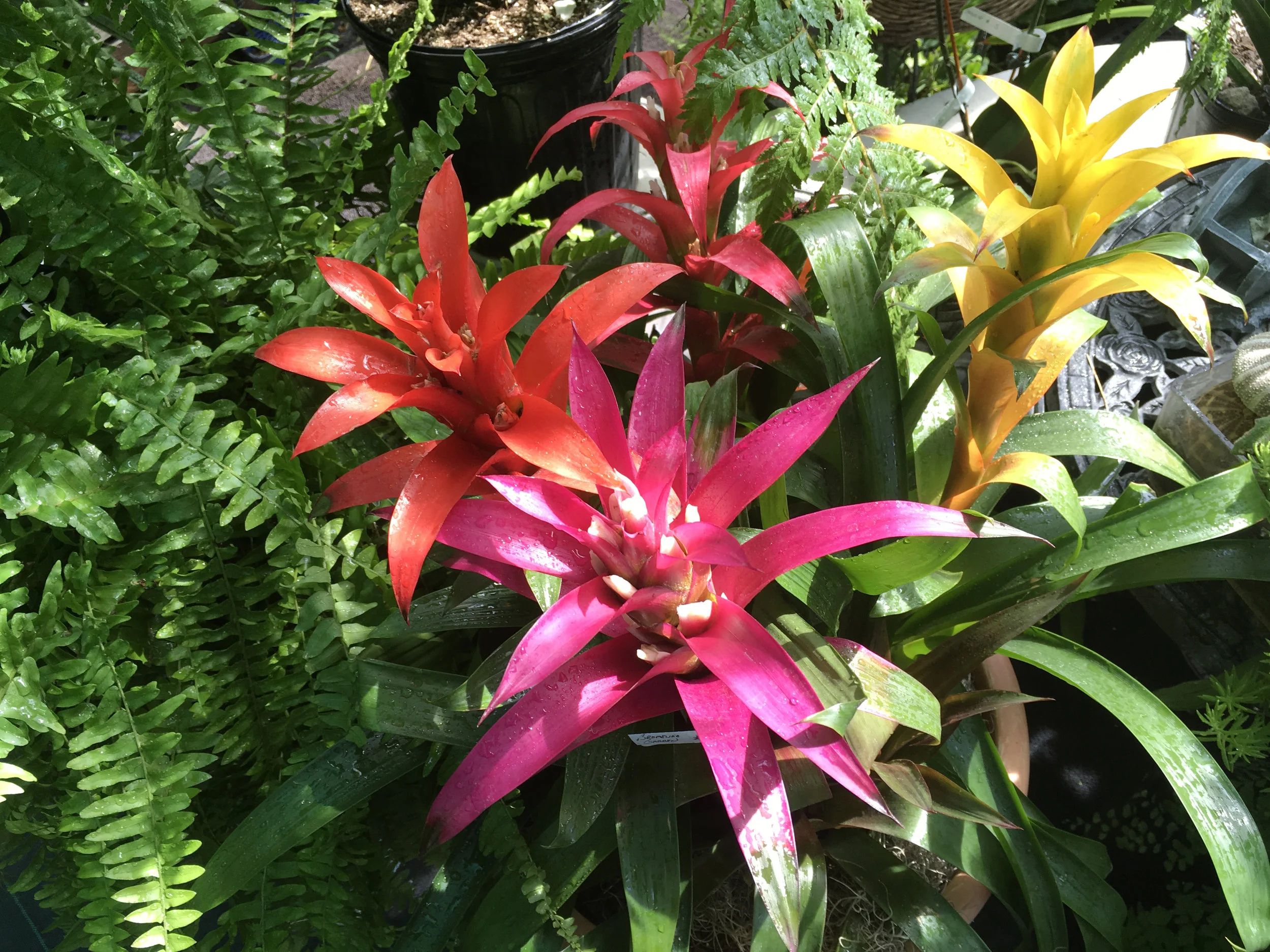 farmersmarket158 copy.JPG