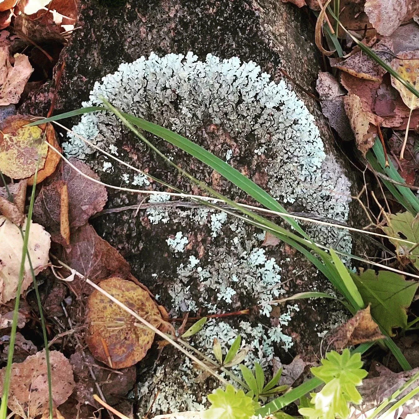 #naturelovers #hikinginspirations #colorlove #designer #naturaldyes #naturaldyestuff