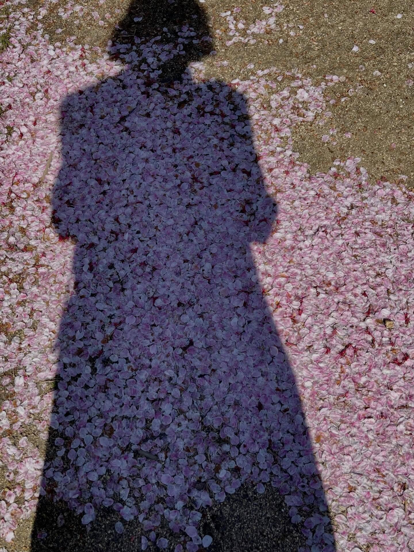 Naoshima fallen cherry petals and new pastel for my upcoming show in July @chiaroscuro_gallery (photo credit: @wendymceahern )