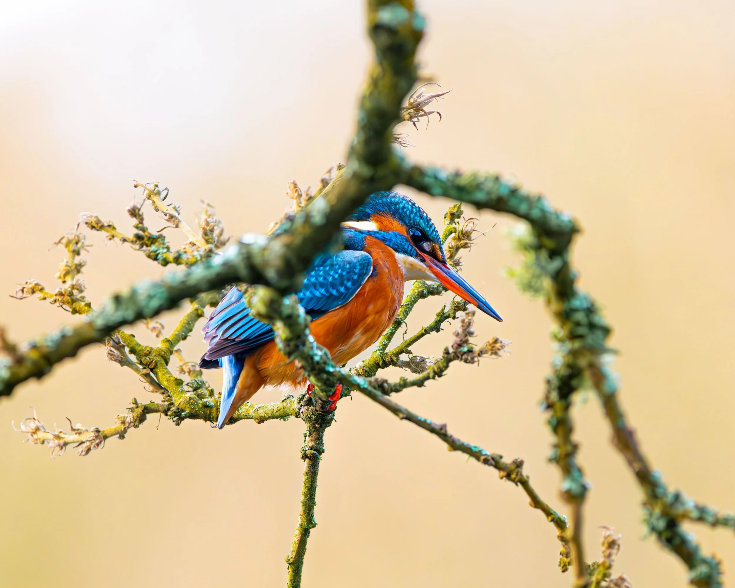 kingfisher.jpg