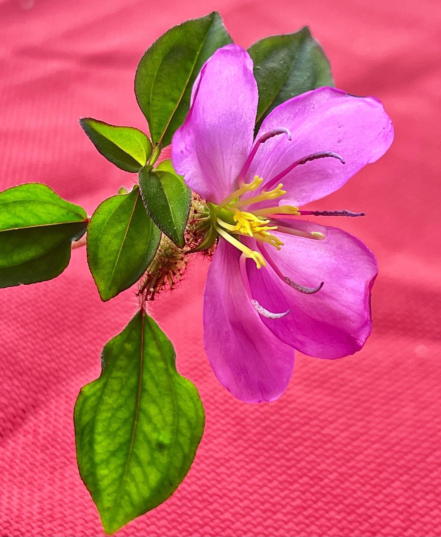 La naturaleza siempre espl&eacute;ndida y desprendida d&aacute;ndonos todo lo que tiene. As&iacute; la inteligencia vegetal  siempre m&aacute;s cercana a la conciencia de lo originario&hellip;..